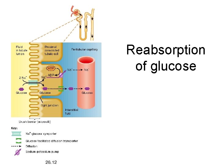 Reabsorption of glucose 