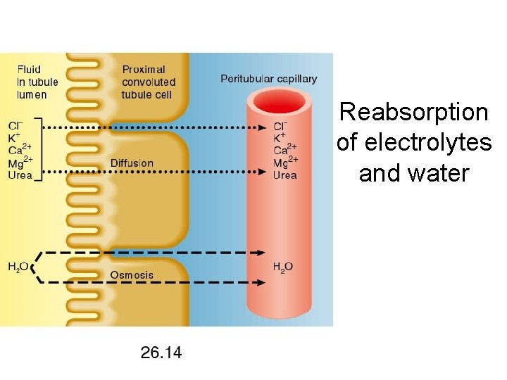 Reabsorption of electrolytes and water 