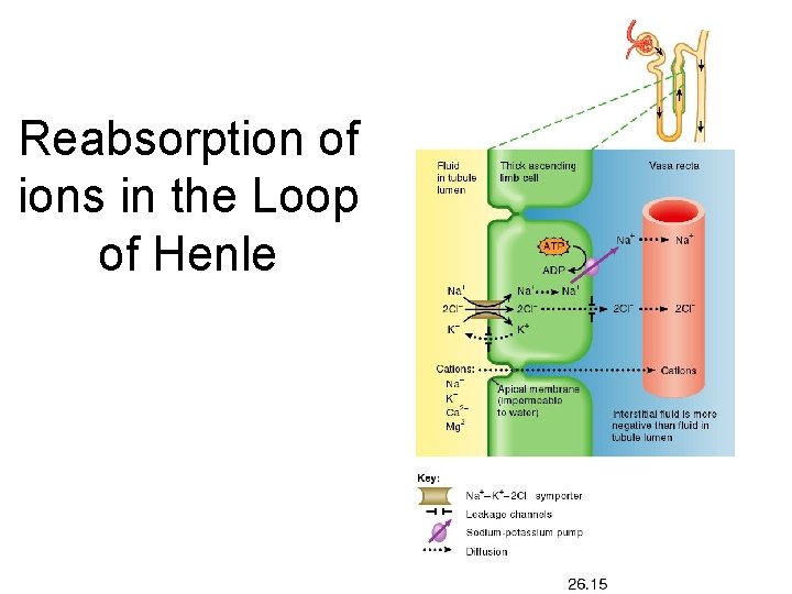 Reabsorption of ions in the Loop of Henle 