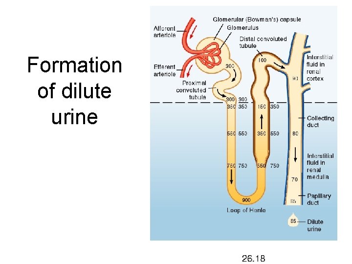Formation of dilute urine 