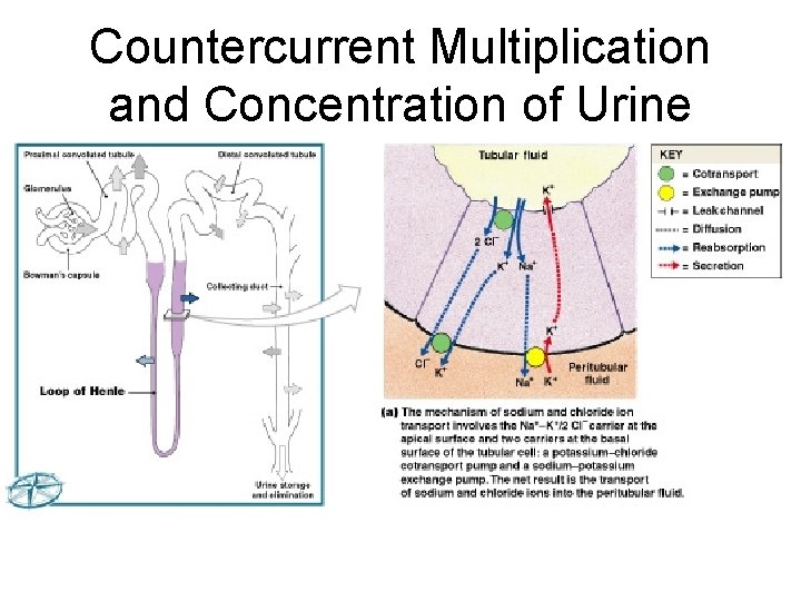Countercurrent Multiplication and Concentration of Urine Figure 26– 13 a (Navigator) 