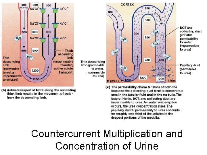 Countercurrent Multiplication and Concentration of Urine Figure 26– 13 b, c 