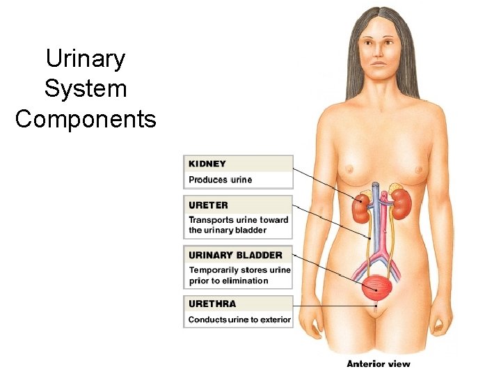 Urinary System Components 