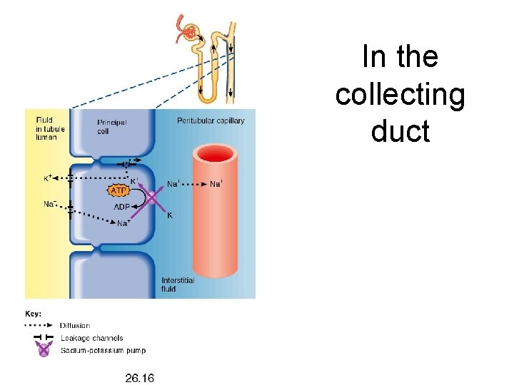 In the collecting duct 