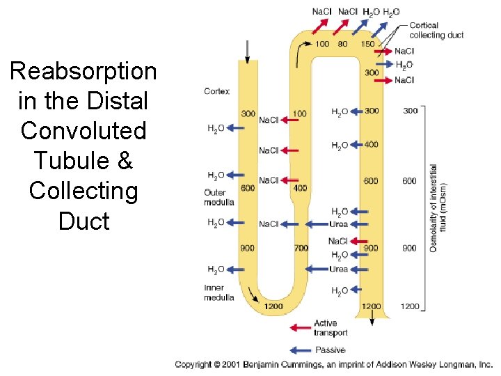 Reabsorption in the Distal Convoluted Tubule & Collecting Duct 