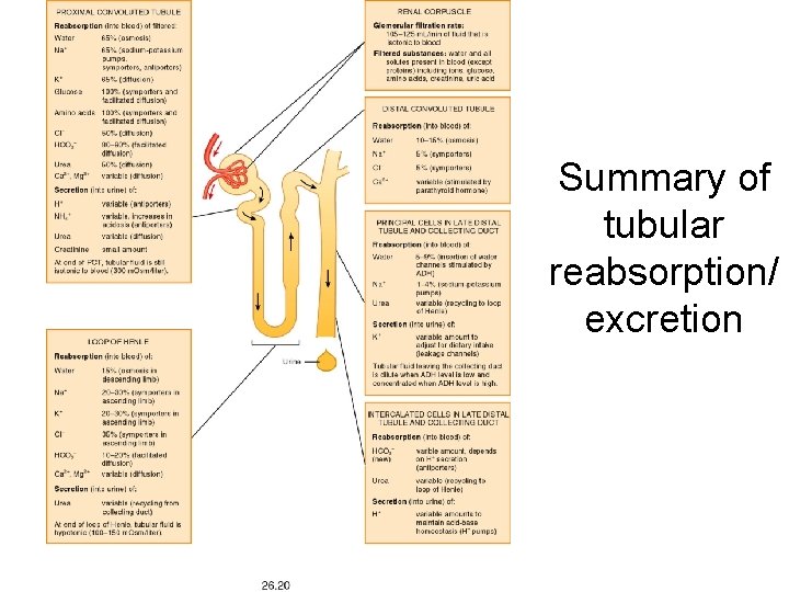Summary of tubular reabsorption/ excretion 