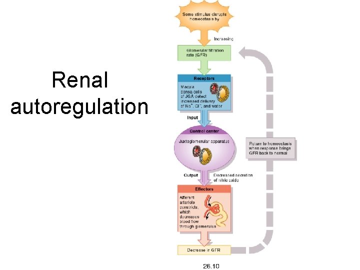 Renal autoregulation 