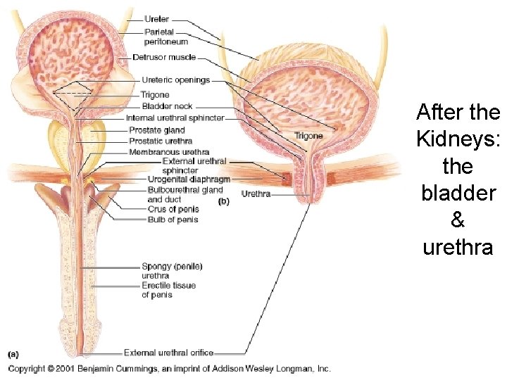 After the Kidneys: the bladder & urethra 