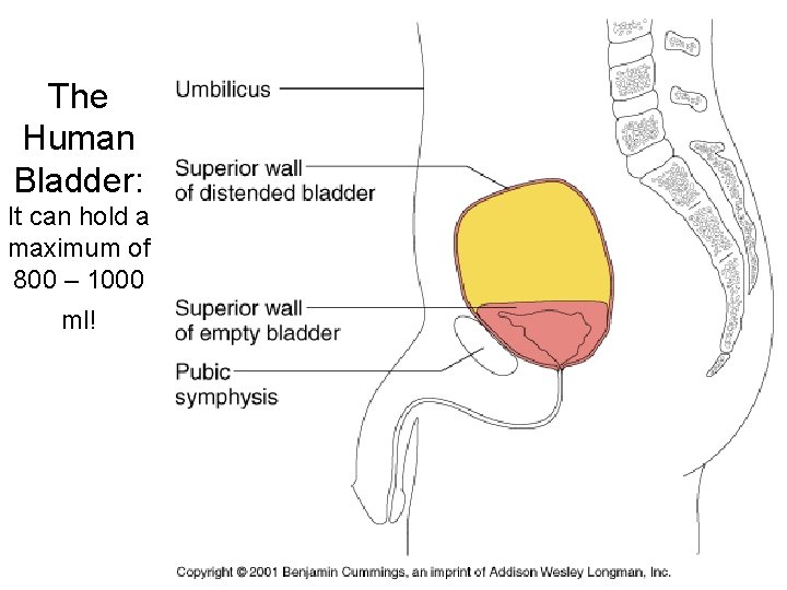 The Human Bladder: It can hold a maximum of 800 – 1000 ml! 