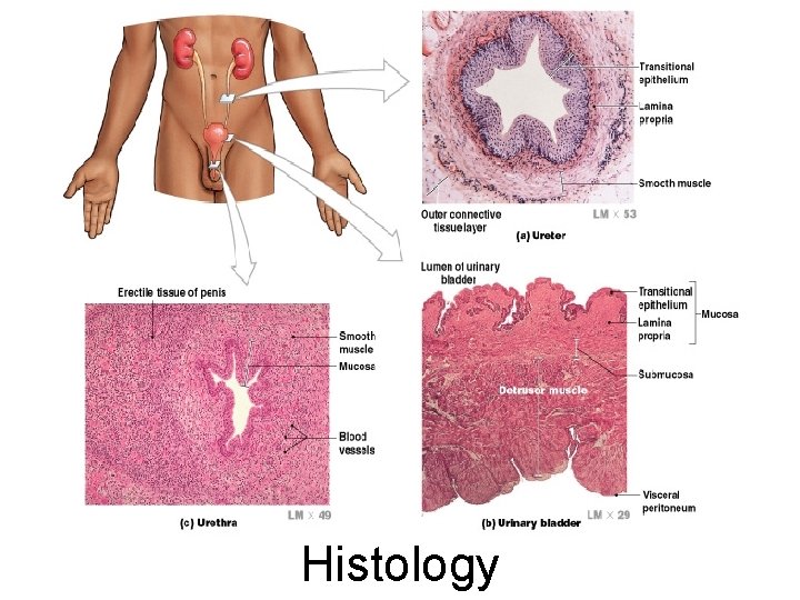 Histology 