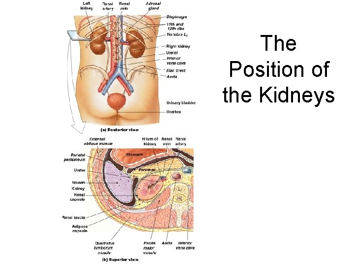 The Position of the Kidneys Figure 26– 2 