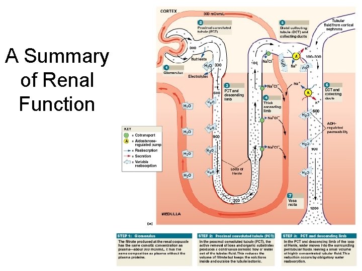 A Summary of Renal Function Figure 26– 16 a 