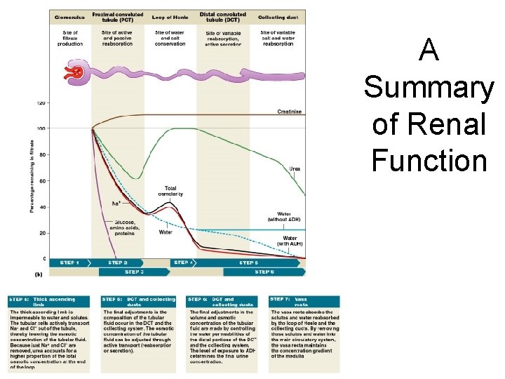 A Summary of Renal Function Figure 26– 16 b 
