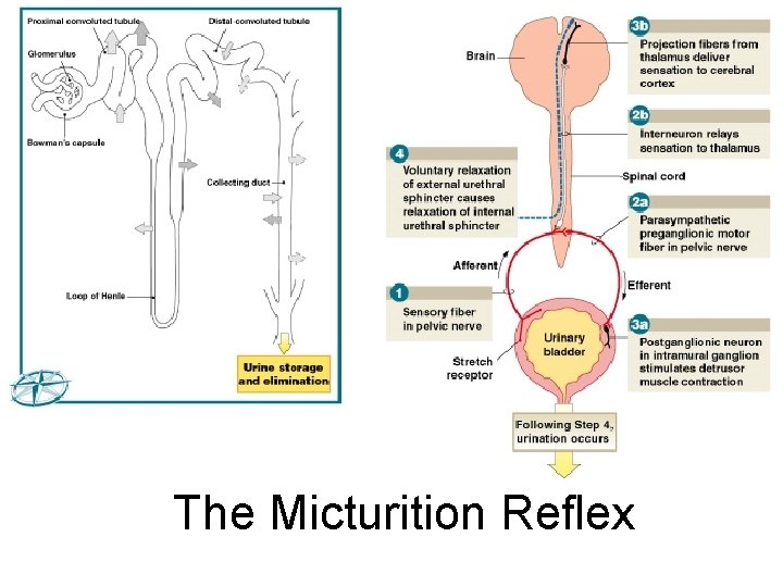 The Micturition Reflex Figure 26– 20 (Navigator) 