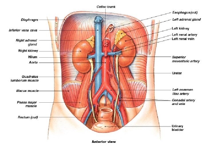 Gross Anatomy of the Urinary System Figure 26– 3 
