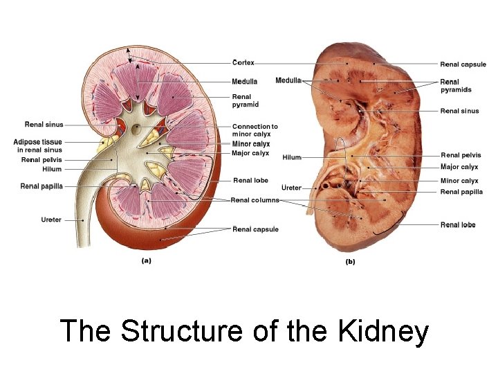 The Structure of the Kidney Figure 26– 4 