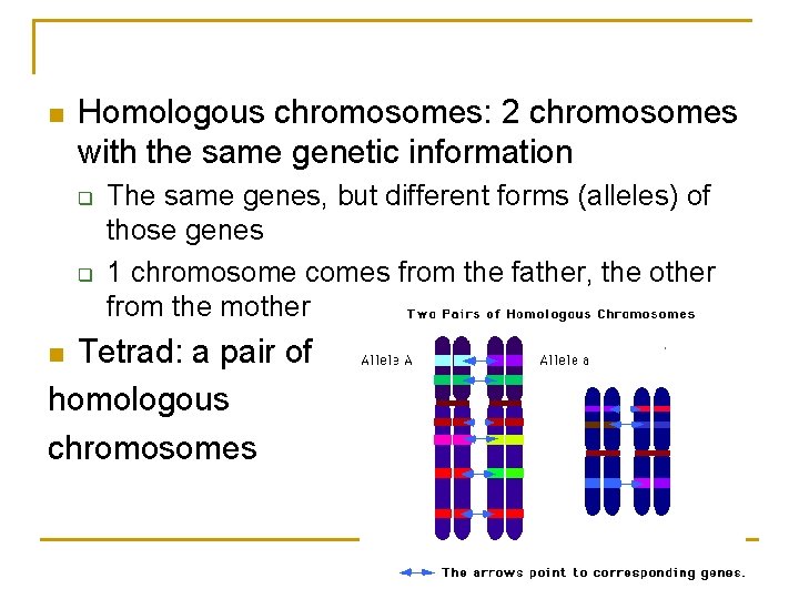 n Homologous chromosomes: 2 chromosomes with the same genetic information q q The same