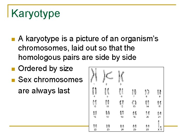Karyotype n n n A karyotype is a picture of an organism’s chromosomes, laid