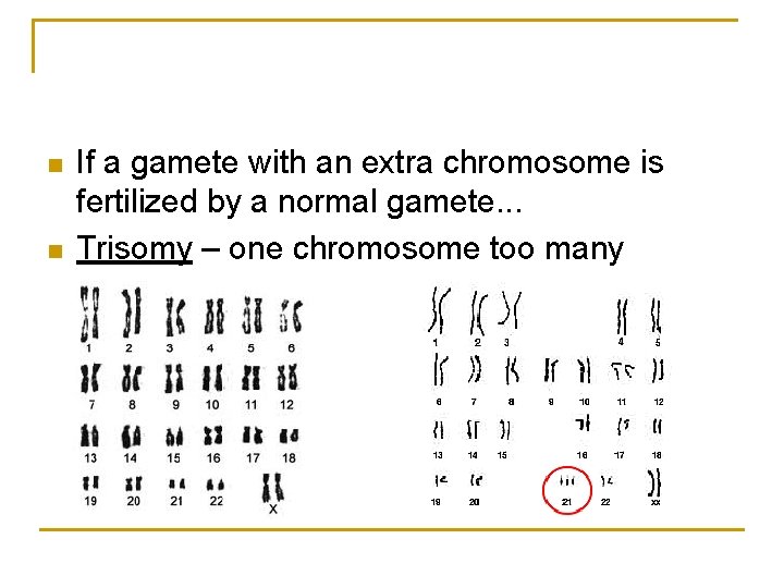 n n If a gamete with an extra chromosome is fertilized by a normal