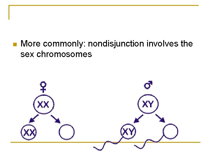 n More commonly: nondisjunction involves the sex chromosomes 