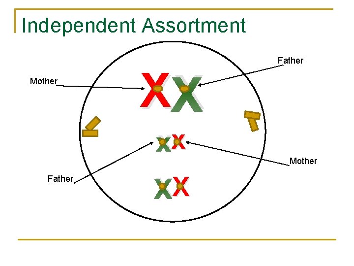 Independent Assortment Mother XX Father x xx Mother Father X XX 