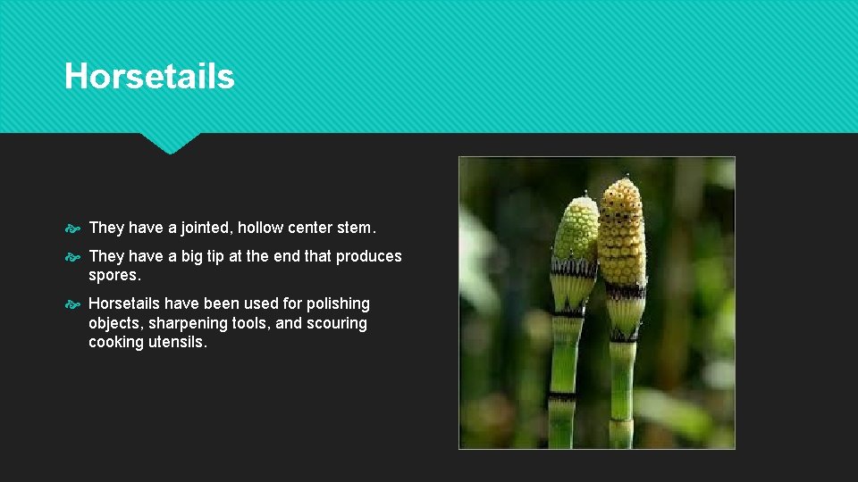 Horsetails They have a jointed, hollow center stem. They have a big tip at
