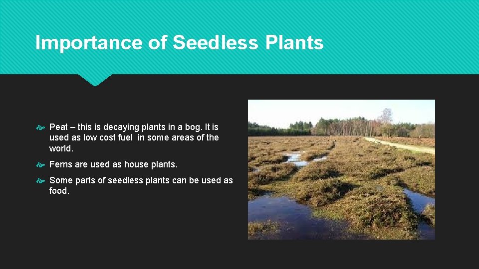 Importance of Seedless Plants Peat – this is decaying plants in a bog. It
