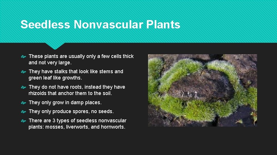 Chapter 9 2 Seedless Plants Seedless Nonvascular Plants