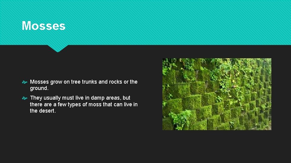 Mosses grow on tree trunks and rocks or the ground. They usually must live