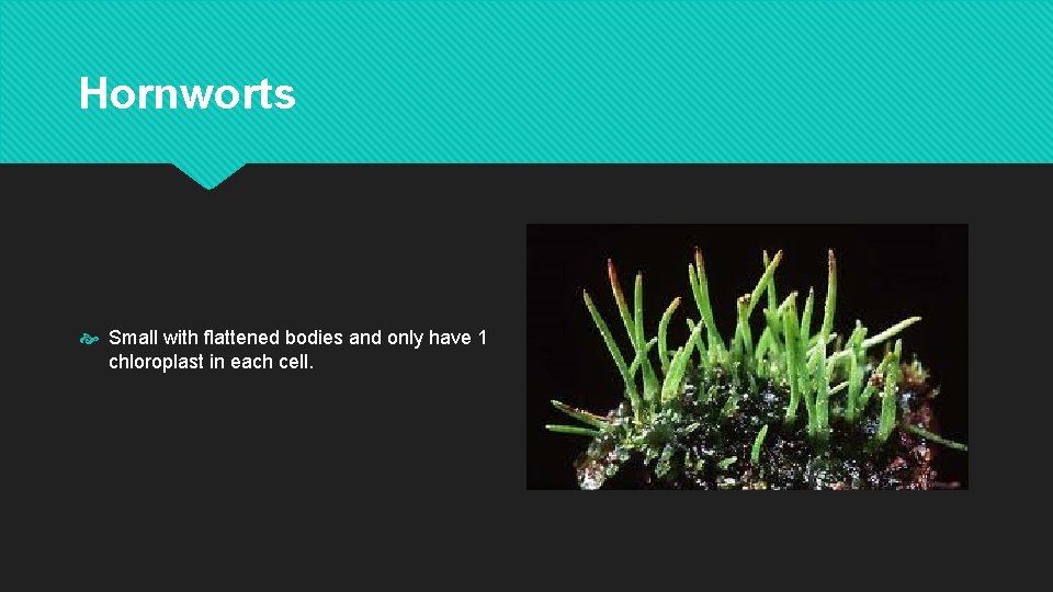 Hornworts Small with flattened bodies and only have 1 chloroplast in each cell. 