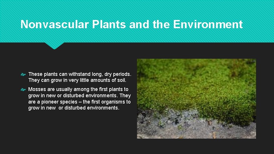 Nonvascular Plants and the Environment These plants can withstand long, dry periods. They can