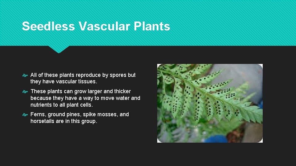 Seedless Vascular Plants All of these plants reproduce by spores but they have vascular