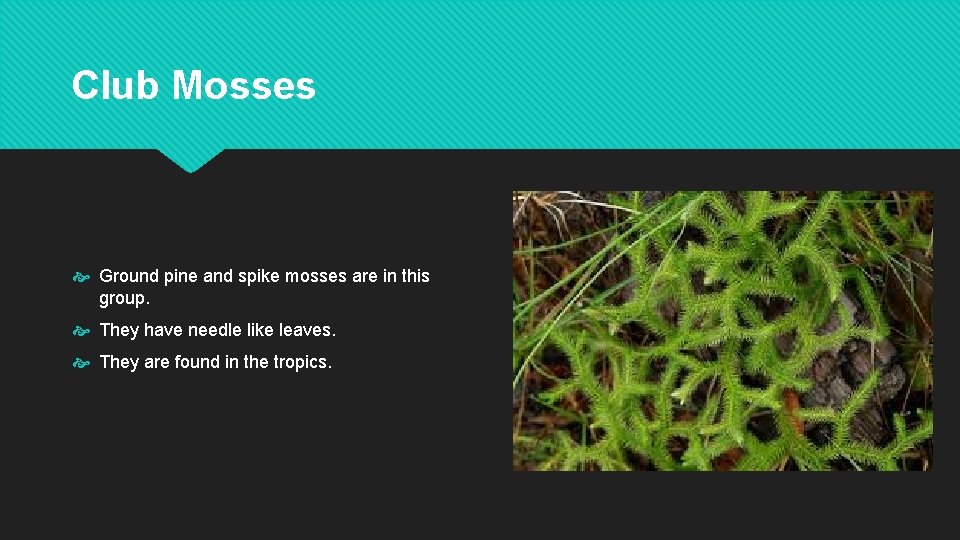 Club Mosses Ground pine and spike mosses are in this group. They have needle