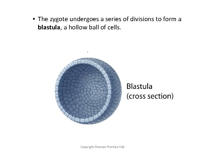  • The zygote undergoes a series of divisions to form a blastula, a