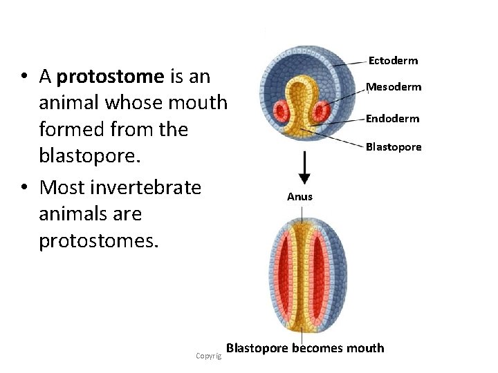  • A protostome is an animal whose mouth is formed from the blastopore.