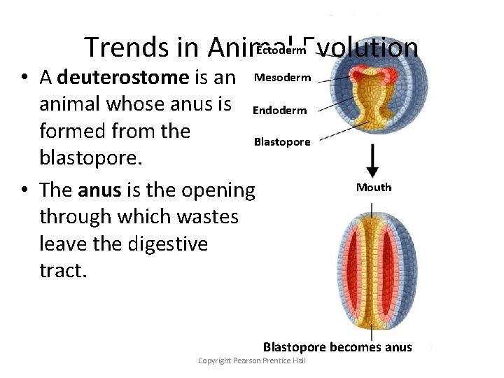 Ectoderm. Evolution Trends in Animal • A deuterostome is an Mesoderm animal whose anus