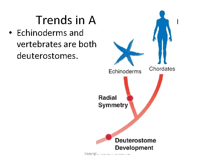 Trends in Animal Evolution • Echinoderms and vertebrates are both deuterostomes. Copyright Pearson Prentice