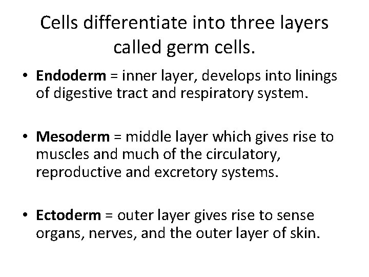 Cells differentiate into three layers called germ cells. • Endoderm = inner layer, develops