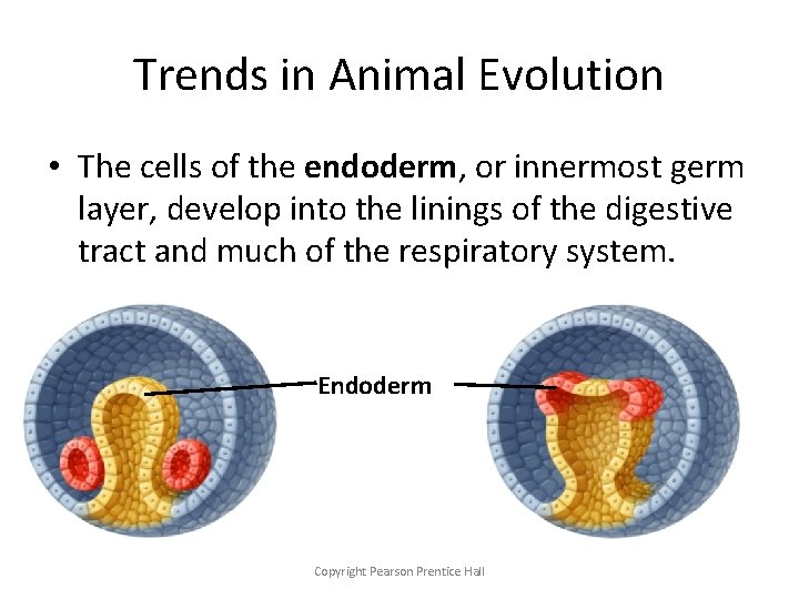 Trends in Animal Evolution • The cells of the endoderm, or innermost germ layer,