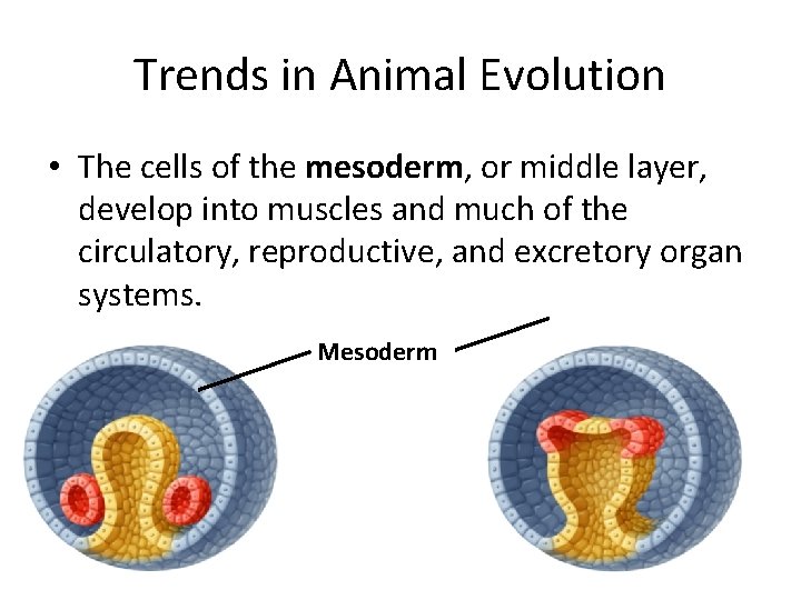 Trends in Animal Evolution • The cells of the mesoderm, or middle layer, develop