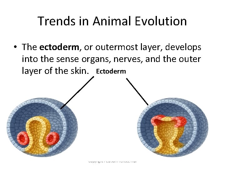 Trends in Animal Evolution • The ectoderm, or outermost layer, develops into the sense