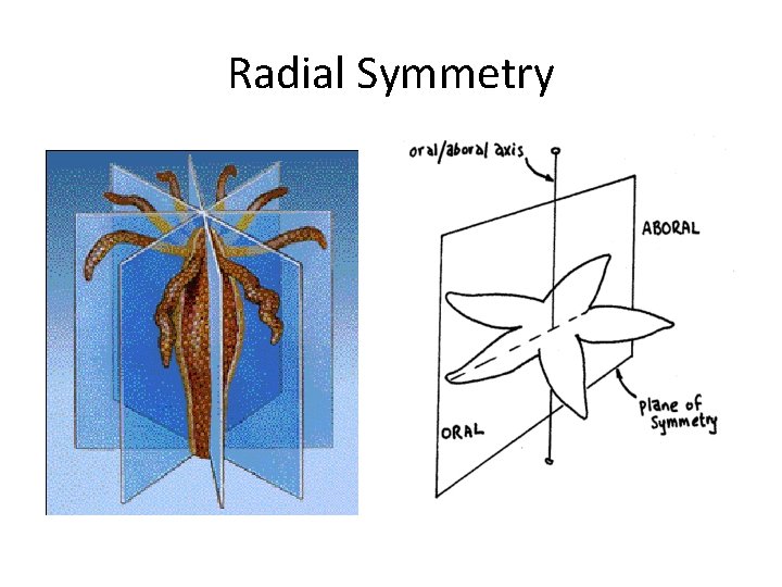 Radial Symmetry 