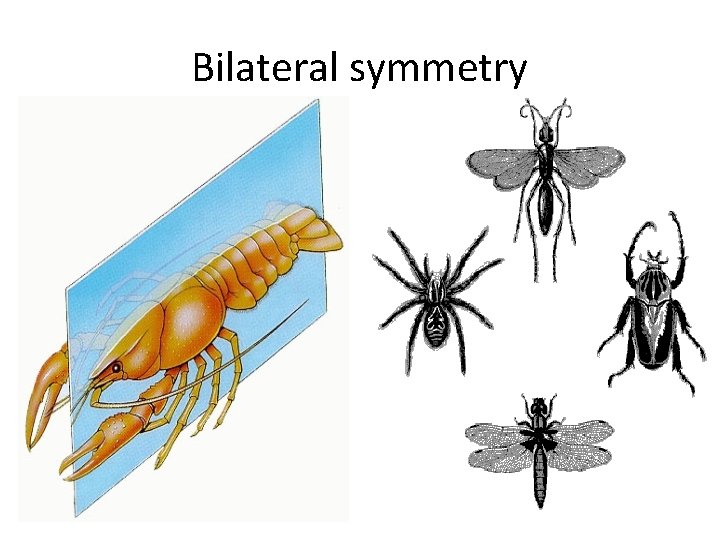 Bilateral symmetry 