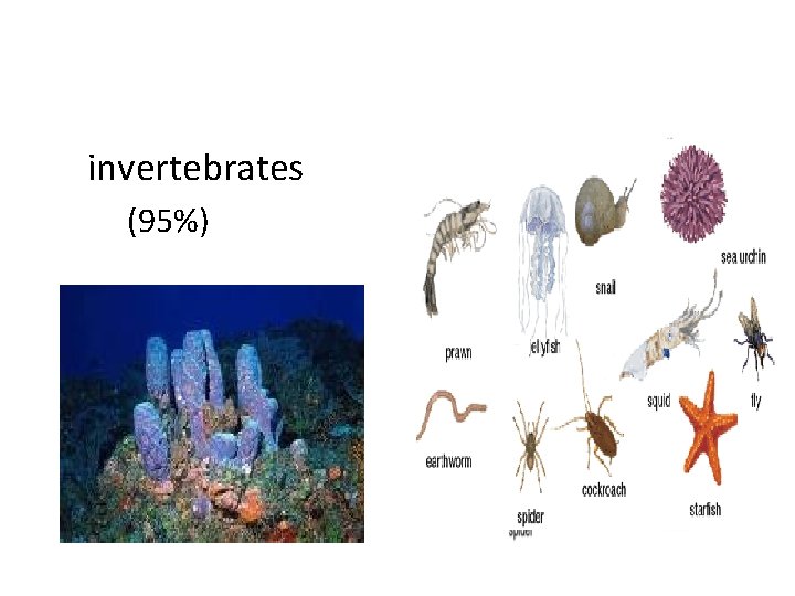 invertebrates (95%) 