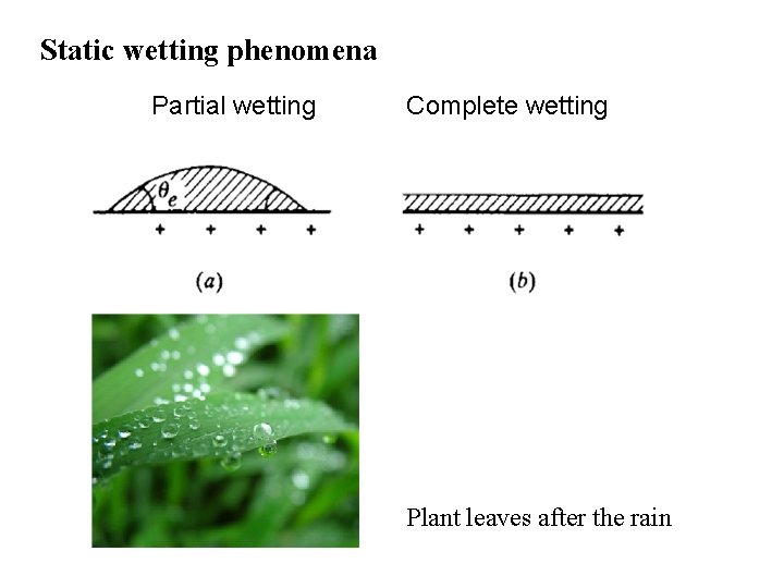 Static wetting phenomena Partial wetting Complete wetting Plant leaves after the rain 