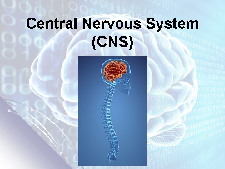 Central Nervous System (CNS) 