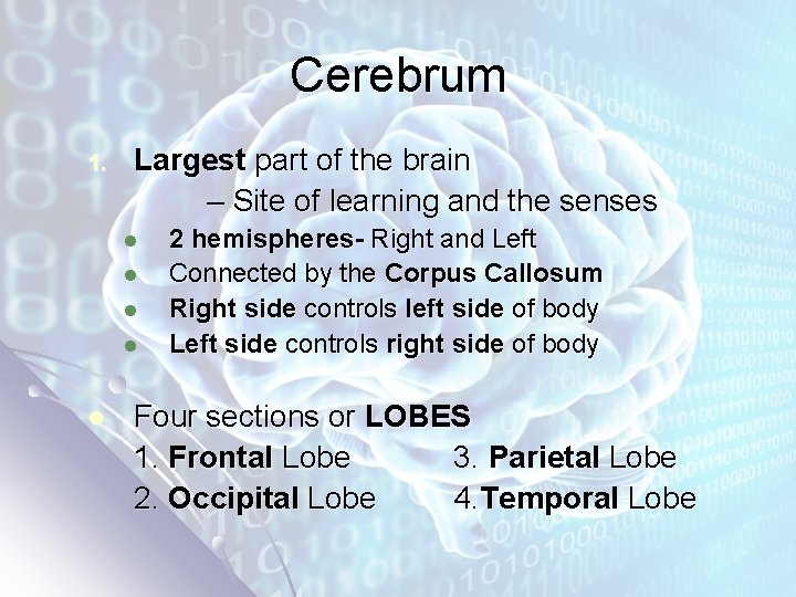Cerebrum 1. Largest part of the brain – Site of learning and the senses