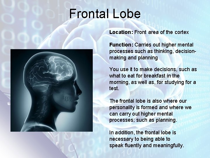 Frontal Lobe Location: Front area of the cortex Function: Carries out higher mental processes