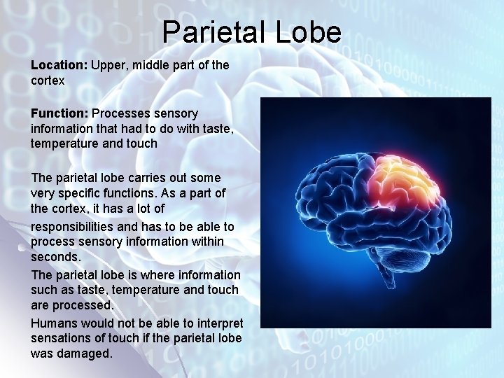 Parietal Lobe Location: Upper, middle part of the cortex Function: Processes sensory information that