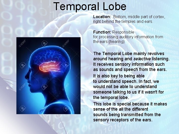 Temporal Lobe Location: Bottom, middle part of cortex, right behind the temples and ears.